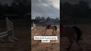Cool Horse Video #horse #shorts