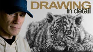 Tiger Cub Drawing - Timelapse