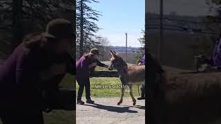 Two donkeys make the farm laugh