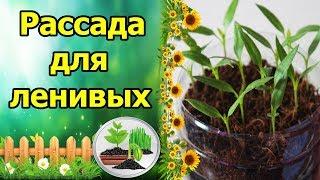 ПОСЕЯЛ И ЗАБЫЛ - РАССАДА ДЛЯ ЛЕНИВЫХ!!! ВЫРАЩИВАНИЕ ПЕРЦА БЕЗ ПИКИРОВКИ, БЕЗ ПОЛИВА!