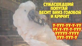 Сумасшедший попугай в зоопарке, ууу-ууу-ууу