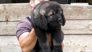 Caucasian Shepherd puppy