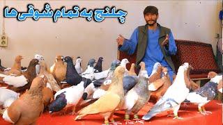 نتیجه 47 سال شوق|کفترهای قیمتی که بار اول می بینید|The priceless Pigeons you see for the first time