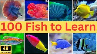 Discover the Fascinating World of 100 Fish Species  | 100 Fish Names