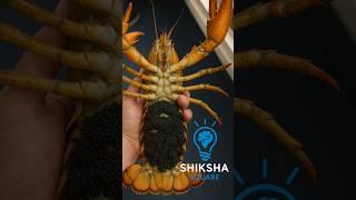 What Are These Black Balls On Lobsters? By Shiksha SQUARE