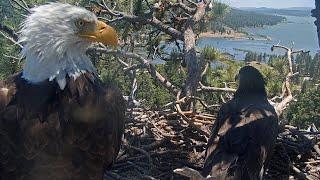 Jackie chases away guest Gizmo and Sunny arrive at the nest / 12:03 / Big Bear Eagles 2025-06-23