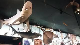 Museum Of Natural History #3   #museum #museumofnaturalhistory #interesting