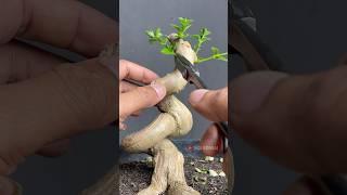 Bonsai Like a Snake, So Beautiful Its Curves
