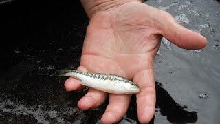 Hatchery-Raised Largemouth Bass Comparison Study