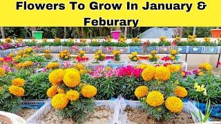 Flowers To Grow In January and February / Flowers to plant in January and February