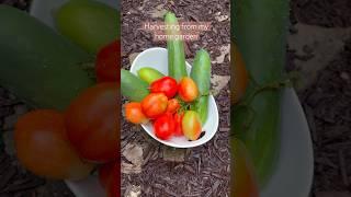 Harvesting Vegetables from my garden at home. #gardening #garden #harvesting