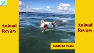 Cute Girl Play With Her Two Smart Dog | 10 Best Dog Funny Video Compilation Part 3#DogFun