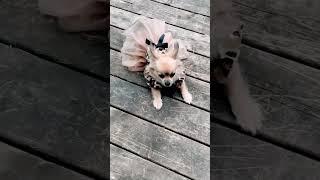 Check Bella’s cool moves