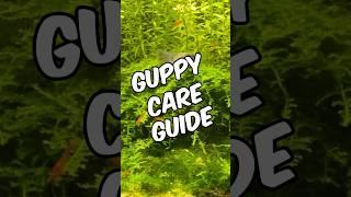 A Quick And Easy Guppy Care Guide!