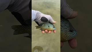 Longear Sunfish Released!  Lepomis Megalotis, Beautiful!  #shorts #fishing #outdoors