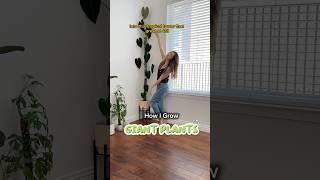 How I grow GIANT PLANTS #shorts #mosspole #plants #houseplants #indoorplants #indoorgardening #tips