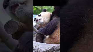 5.3‍️当两个jio同时痒……福宝答案：用jio挠jio大熊猫 福宝 大熊猫福宝 可爱 来这吸熊猫