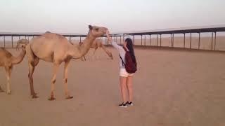 Camel Farm Visit in Dubai by SAADI Tourism