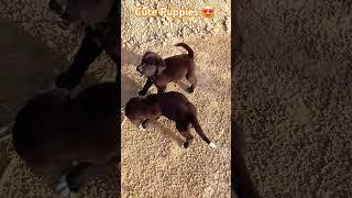 Cute Puppies Sound #shorts #youtubeshorts #dog #cute #pets