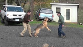 Schilling Law Dog's Training by Ken Schilling