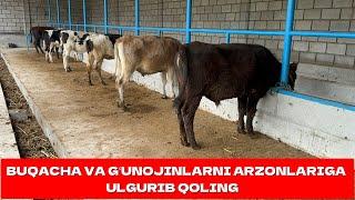 GʻUNOJIN VA BUQALARNI ARZONLARIGA ULGURIB QOLING