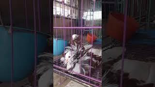 Jacobin Pigeon Baby. #Pigeon #Jacobin #shorts