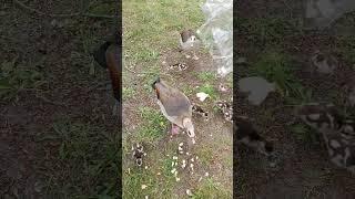 Годую качкогусей. Другий раз за день. Вони вже мене впізнають