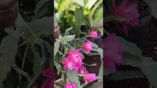 Flores de cactus  #jardinería
