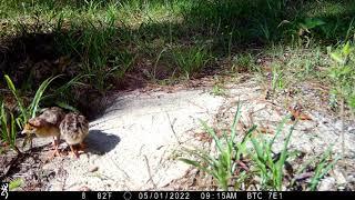 Baby turkeys around the gopher tortoise burrow