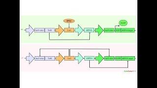 How does a biological Input/Output device work?