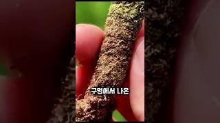 잔디에 구멍 뚫는 이유 #골프