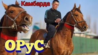 по кличке ОРУС жөндүү баада КАМБАРДАН ЧЫКТЫ