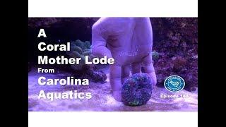 A Coral Mother Lode from Carolina Aquatics