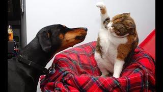  Can I pet you?  Funny video with dogs, cats and kittens! 