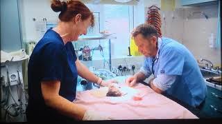 The Yorkshire vet - hedgehog operation recovery