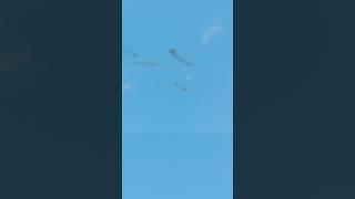 Flying Snake. #facts #shorts