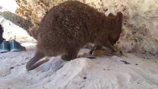 Quokka klaut und frisst Bananenschale