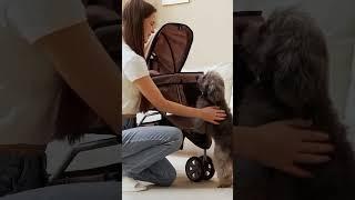 Cochecitos para perros: ¡Comodidad y seguridad para tu mejor amigo! | Aosom.es