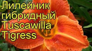 Лилейник гибридный Тускавилла Тигрес. Краткий обзор, описание hemerocallis Tuscawilla Tigress