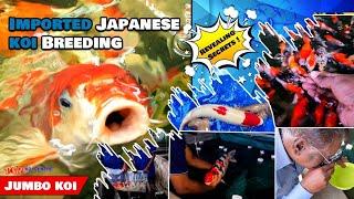 Natural breeding techniques of imported Japanese jumbo koi