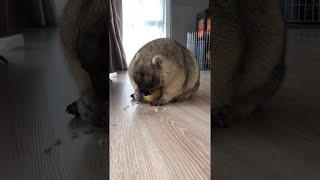 Marmot Munching on an Apple || ViralHog