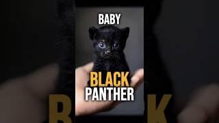 Cute Baby Black Panther in Hand #shorts #cute #animals #aianimals