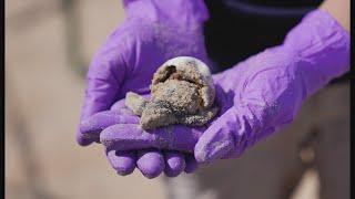 Dozens of baby turtles emerge from sea turtle nest