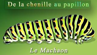 Le Machaon – De la chenille au papillon – The Old World swallowtail - Cycle complet