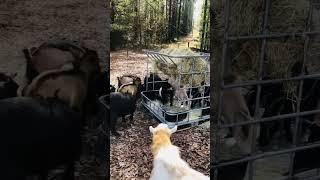 Hungry goats at the new hay feeder