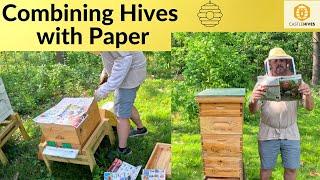 Using a Magazine to Combine Bee Hives ! !