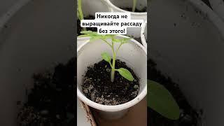 Никогда не выращивайте рассаду без этого! #рассада #дача #сад #огород #садоводство #удобрение