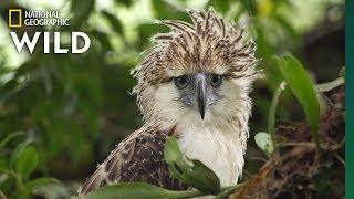 Watch an Endangered Philippine Eagle Chick Grow Up in Rare Video | Nat Geo Wild