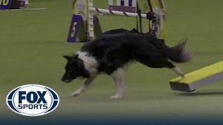 Nimble the All-American dog wins the 12" class in the Masters Agility Championship | Westminster