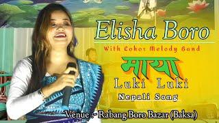 MAYA लुकि लुकि // Nepali song // Elisha Boro live performance at Rabang Boro Bazar